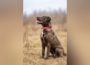 Easy - Toller Rüde auf der Suche nach seinem Perfect Match!