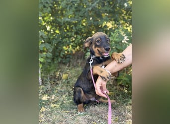 Alessio - Fröhlicher Hundejunge sucht seine Menschen