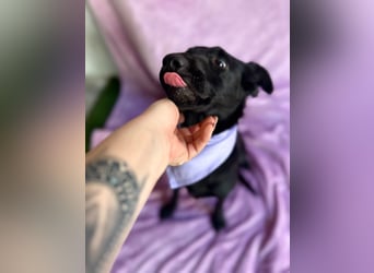 Lilith - Verschmuste junge Hündin sucht ihr Zuhause!