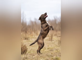 Easy - Toller Rüde auf der Suche nach seinem Perfect Match!
