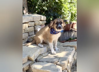 Tinka (Tavaszka) - Kleine Tinka sucht ihr großes Glück