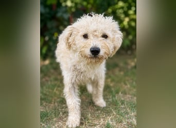 Pamcsi - Ein kleiner Herzenshund auf dem Weg ins Glück