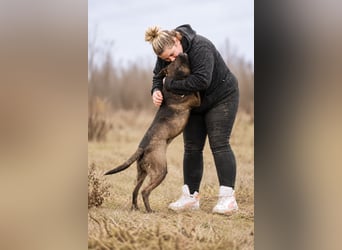 Easy - Toller Rüde auf der Suche nach seinem Perfect Match!