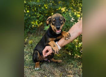 Alessio - Fröhlicher Hundejunge sucht seine Menschen
