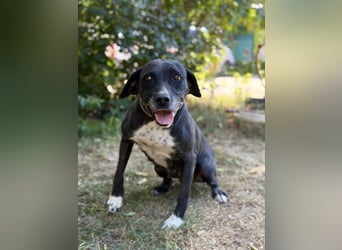 Missi - Liebevolle Hundedame sucht endlich ihr Zuhause
