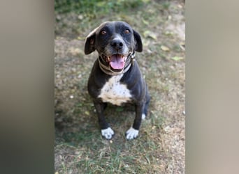 Missi - Liebevolle Hundedame sucht endlich ihr Zuhause