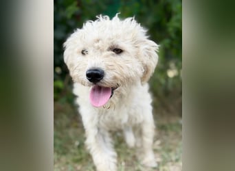 Pamcsi - Ein kleiner Herzenshund auf dem Weg ins Glück