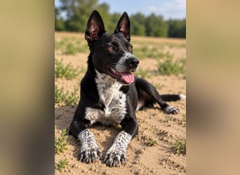 Bashiro - Gute-Laune-Hund sucht Menschen fürs Leben!