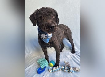 Rusti - Sanfter Herzenshund sucht sein Glück