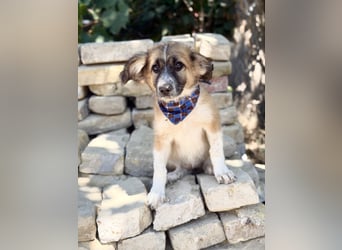 Tinka (Tavaszka) - Kleine Tinka sucht ihr großes Glück