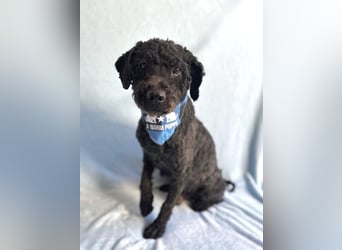 Rusti - Sanfter Herzenshund sucht sein Glück