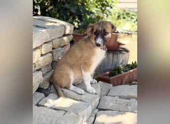 Tinka (Tavaszka) - Kleine Tinka sucht ihr großes Glück