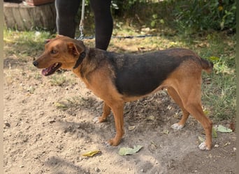 Haya - Sensible Hundemama auf der Suche nach Nähe und Geborgenheit!