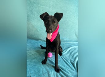 Layla - Fröhliche Junghündin möchte endlich dazugehören