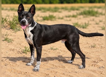 Bashiro - Gute-Laune-Hund sucht Menschen fürs Leben!