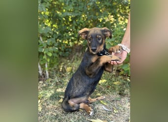 Alessio - Fröhlicher Hundejunge sucht seine Menschen