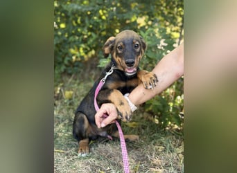 Alessio - Fröhlicher Hundejunge sucht seine Menschen