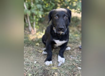 Alia -  kleine Herzenshündin bereit für ihren Neustart
