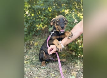 Alessio - Fröhlicher Hundejunge sucht seine Menschen