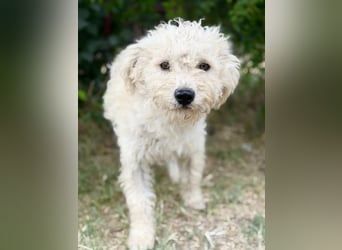 Pamcsi - Ein kleiner Herzenshund auf dem Weg ins Glück