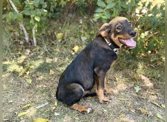 Alessio - Fröhlicher Hundejunge sucht seine Menschen