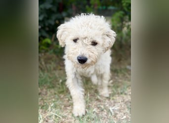 Pamcsi - Ein kleiner Herzenshund auf dem Weg ins Glück