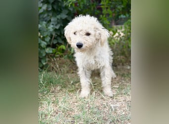 Pamcsi - Ein kleiner Herzenshund auf dem Weg ins Glück