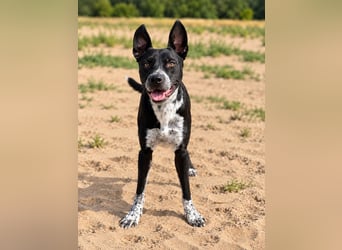 Bashiro - Gute-Laune-Hund sucht Menschen fürs Leben!