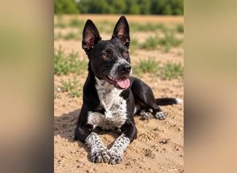 Bashiro - Gute-Laune-Hund sucht Menschen fürs Leben!