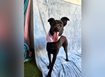 Lilith - Verschmuste junge Hündin sucht ihr Zuhause!