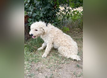 Pamcsi - Ein kleiner Herzenshund auf dem Weg ins Glück