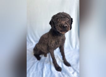 Rusti - Sanfter Herzenshund sucht sein Glück