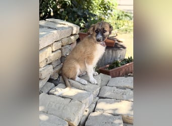 Tinka (Tavaszka) - Kleine Tinka sucht ihr großes Glück