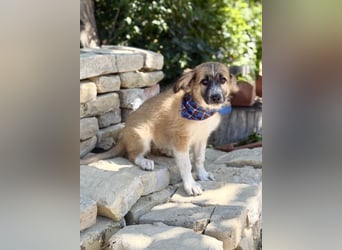 Tinka (Tavaszka) - Kleine Tinka sucht ihr großes Glück