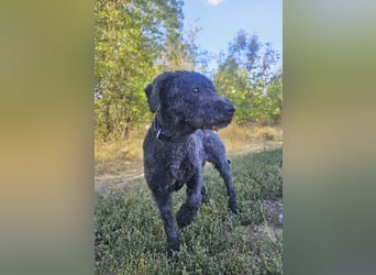Rusti - Sanfter Herzenshund sucht sein Glück