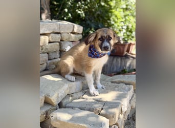 Tinka (Tavaszka) - Kleine Tinka sucht ihr großes Glück