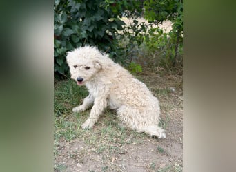 Pamcsi - Ein kleiner Herzenshund auf dem Weg ins Glück