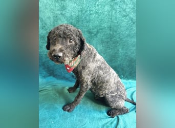 Rusti - Sanfter Herzenshund sucht sein Glück