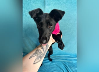 Layla - Fröhliche Junghündin möchte endlich dazugehören