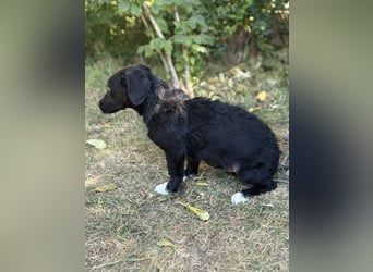 Alia -  kleine Herzenshündin bereit für ihren Neustart