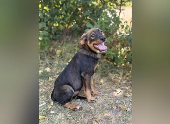 Alessio - Fröhlicher Hundejunge sucht seine Menschen