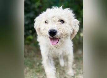 Pamcsi - Ein kleiner Herzenshund auf dem Weg ins Glück