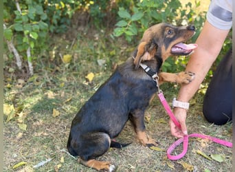 Alessio - Fröhlicher Hundejunge sucht seine Menschen