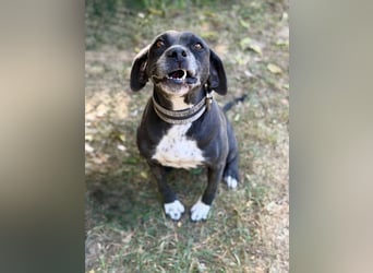 Missi - Liebevolle Hundedame sucht endlich ihr Zuhause