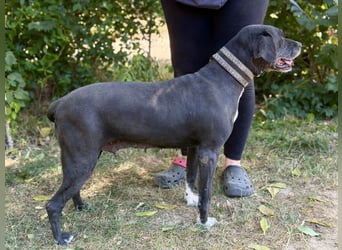 Missi - Liebevolle Hundedame sucht endlich ihr Zuhause