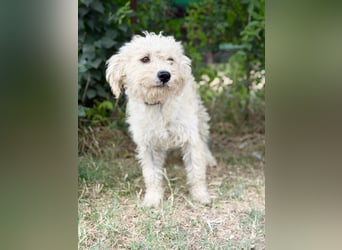 Pamcsi - Ein kleiner Herzenshund auf dem Weg ins Glück
