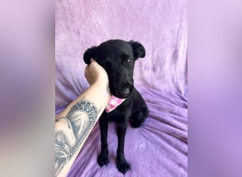 Layla - Fröhliche Junghündin möchte endlich dazugehören