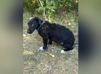 Alia -  kleine Herzenshündin bereit für ihren Neustart