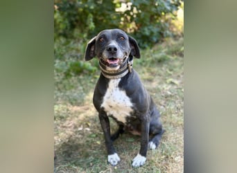 Missi - Liebevolle Hundedame sucht endlich ihr Zuhause