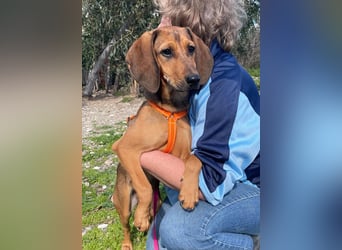 Mila, ein fröhliches, verschmustes Hundekind